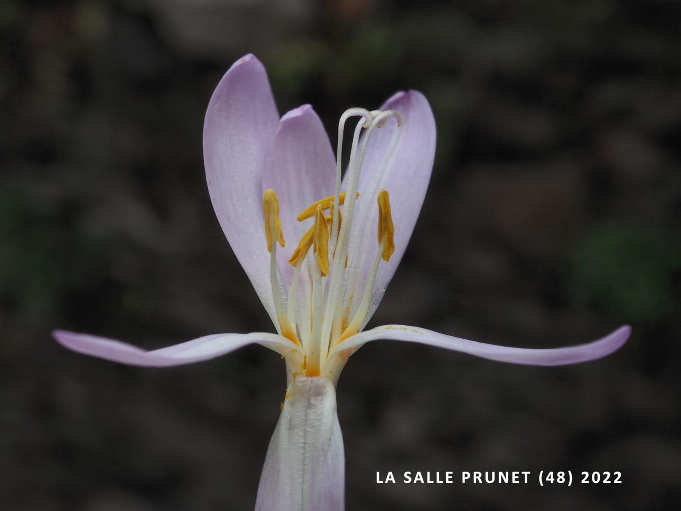 Autumn Crocus flower